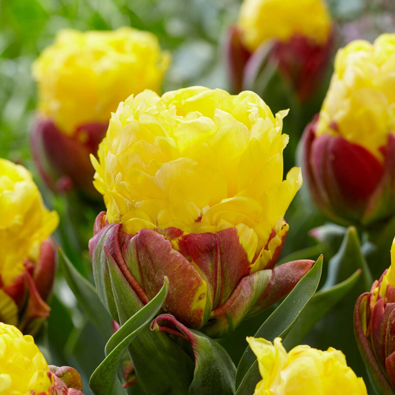 Tulipan 'Ice Cream Banana'
